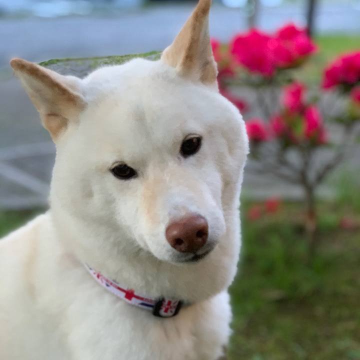 3dc45b3d 9721 4670 af8f fce1a58e0a6c 1557830430563