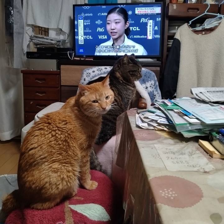 3dc45d85 4264 4965 a3b8 ba71cbc8bade 1771500345511