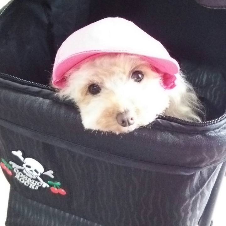 3dc6892b 61da 4c27 847f 91e29970cdbf 1545309674975