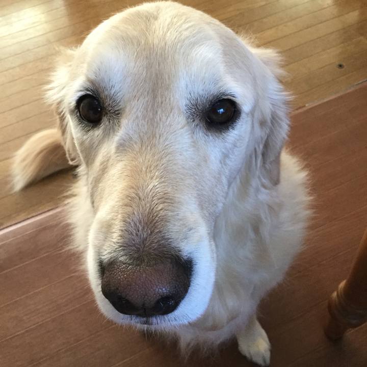 3dc92c52 1bd8 4977 8f32 851f66ce928a 1512255285662