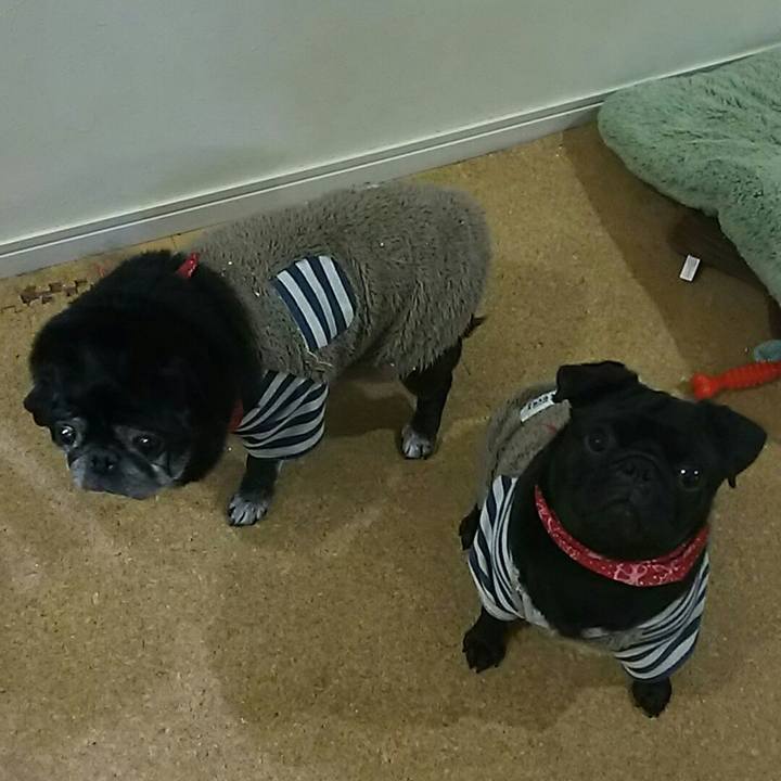 3dcc02af bacd 4d1d ad36 7ebba43dc605 1545915942898