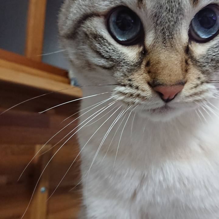 3dd31fdc 380f 41a0 a968 8aa2716141b7 1586428488402