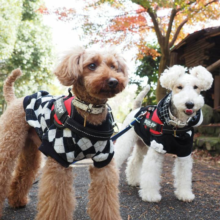 3dda2f07 3015 48de aeed 3cb0a1c4cbc6 1511564103333