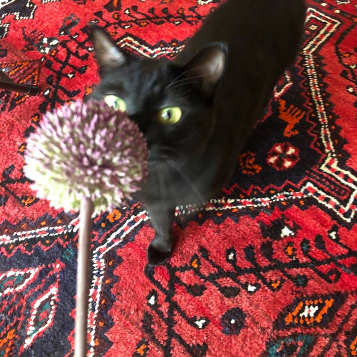 3ddb73e4 03d0 41ad b104 c9d876d41d6a 1591319439143