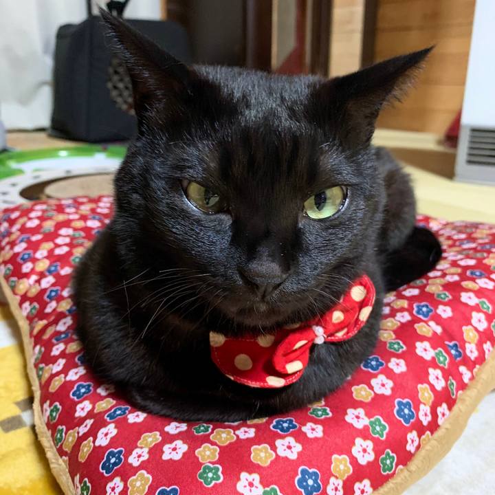 3de90c3a 4776 413e 875b d9c8362793d0 1573300874441