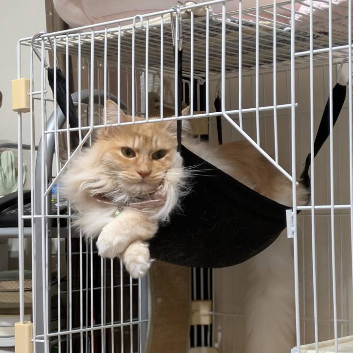 3de95503 2a7f 4e33 90d5 93f4fddaf9b3 1745318560148