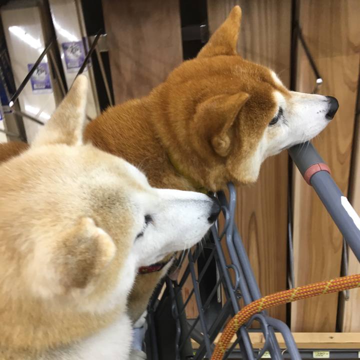 3deb49de 897c 4c4a 9c28 5f1aa2381979 1507978004925