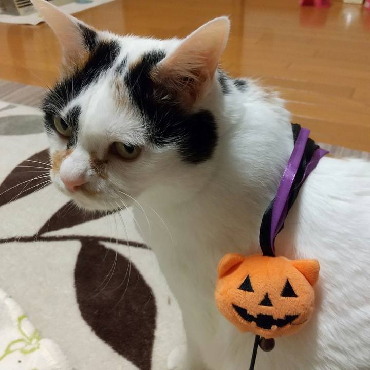 3dec17b9 ebf4 46a7 bde6 016feb673c02 1604059284676