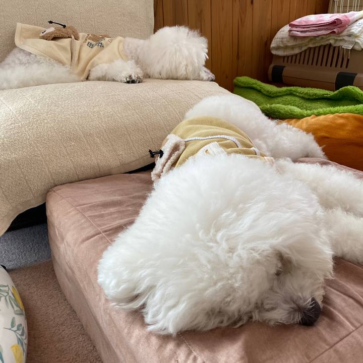 3df387d0 cde0 446a b2ff ac4327115961 1634514861083