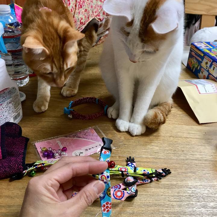 3df7cf3a 3ff2 4429 9664 f174cc5a8a0d 1516787514453