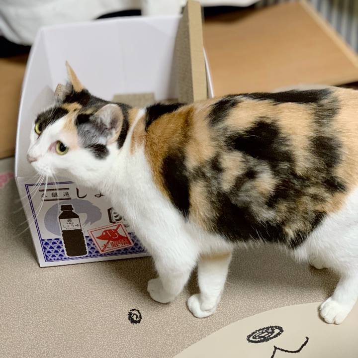 3e01c5b8 39eb 40df aa03 24dd3bf08cd2 1540433605186