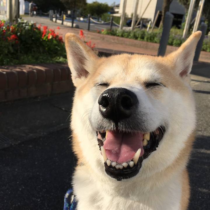 3e02f949 30ad 4040 9a92 4bd61338640d 1512059133853