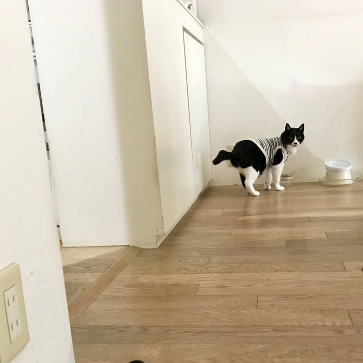 3e03c2fa 1ea4 4616 929a 23d53a6ab28a 1514109448082