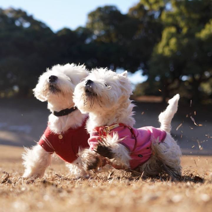 3e04cddc 0c50 44d5 ae13 f956f022e62b 1517958511792