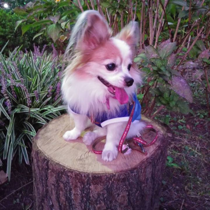 3e052d7f 6d2a 4360 ba3c d35b67335500 1570610523292