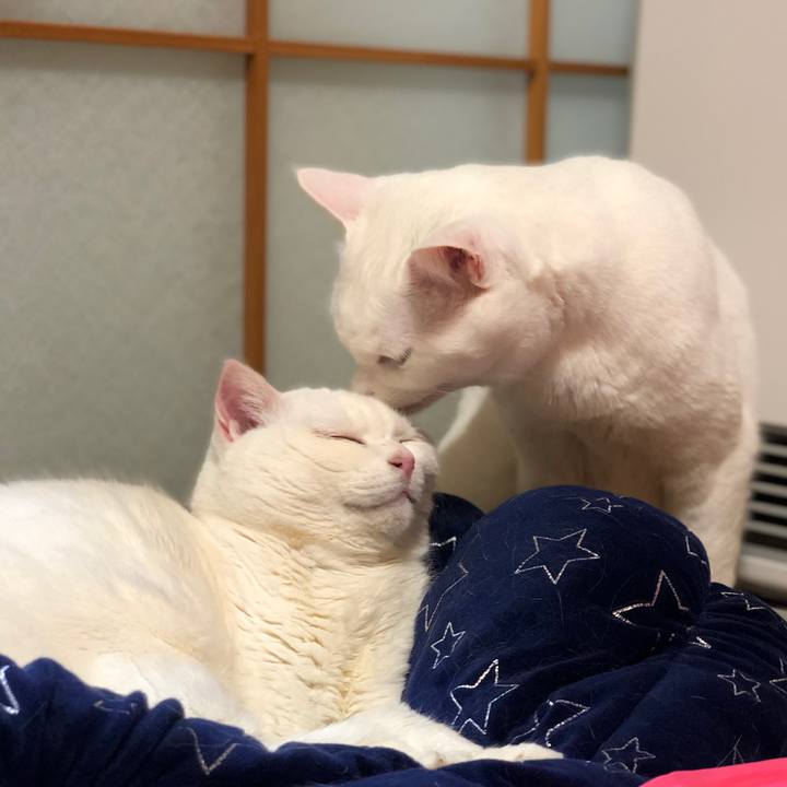 3e0745e2 61b3 4c99 89e8 424331f2ed54 1553339202236