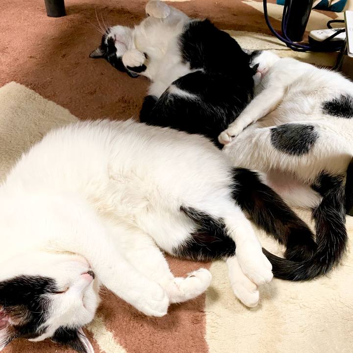 3e0cadd1 cacf 42d0 ba74 82a847495407 1613359828547