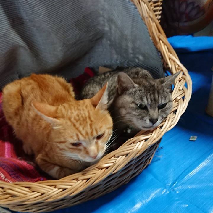 3e0edf7f e803 4e47 bdef e6b93c813dd4 1562400574077