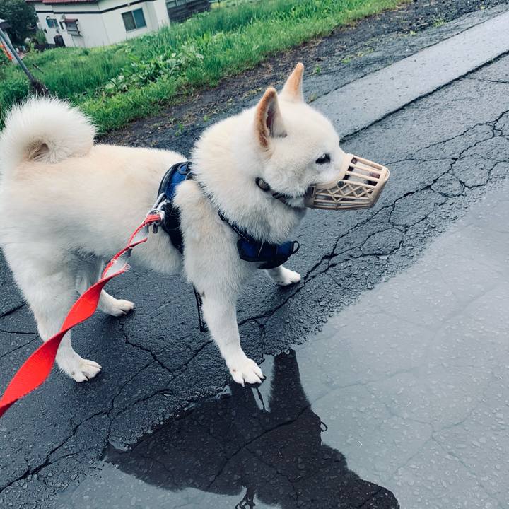 3e0ff8d4 68f6 4717 b6ae b2953392114c 1622409202621