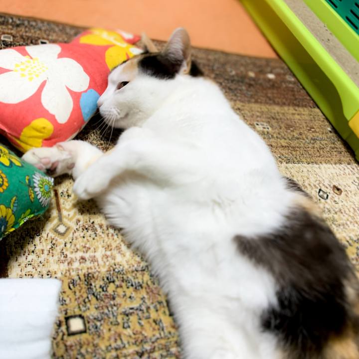 3e11ecd3 cdb4 4ca0 b1cc b63656a99f4d 1593310993667