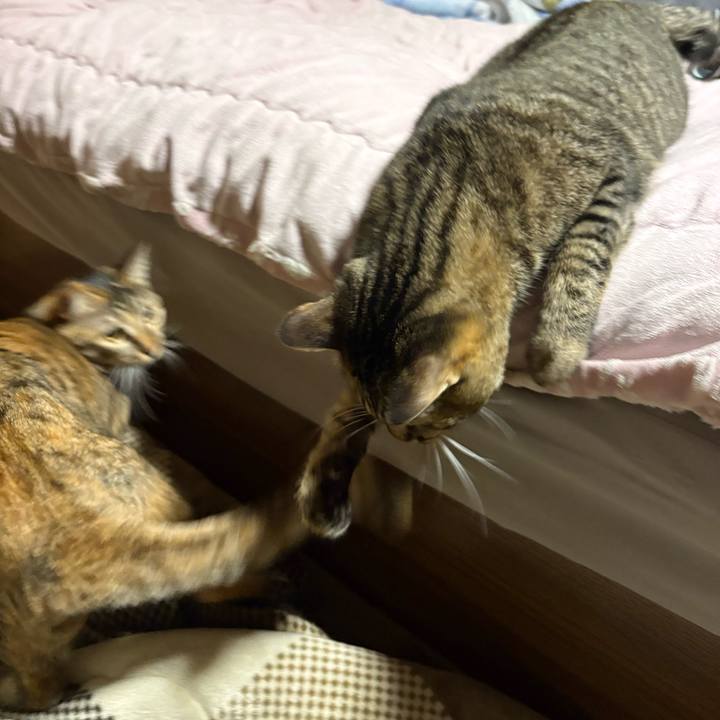 3e11fc55 b38b 466b 9249 86923d5295fc 1763080403395