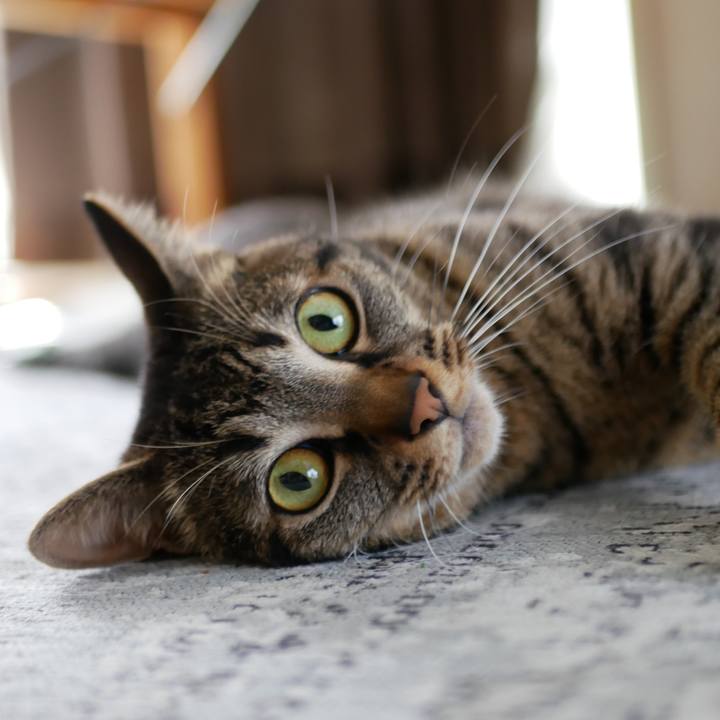 3e1234e1 b40b 4d55 8096 5d177a7c0e7f 1530247585394