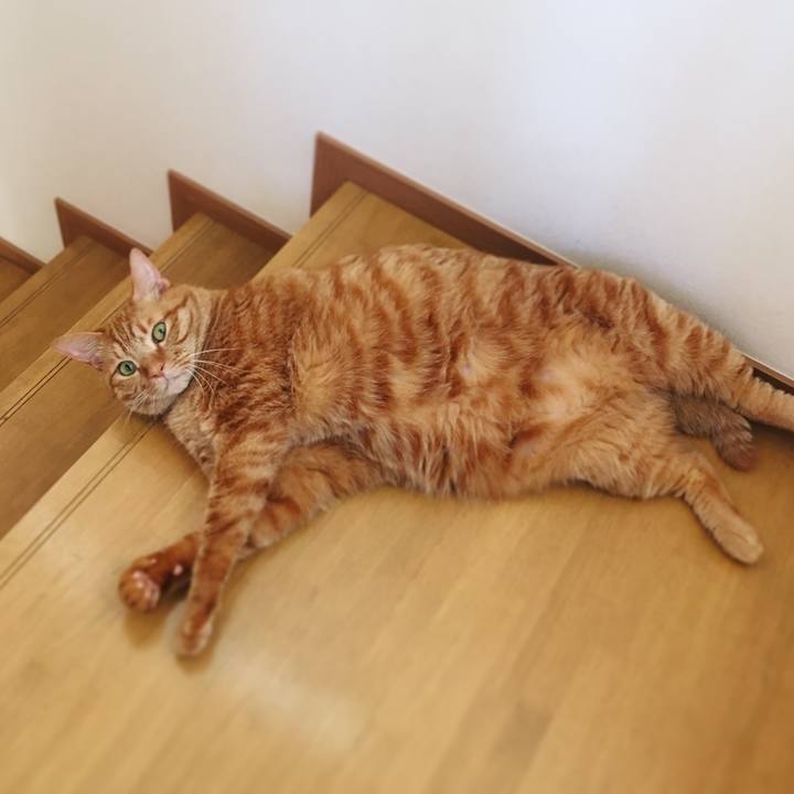 3e15b0bb 4738 4499 b2f8 f7073dd52cb3 1560463147841