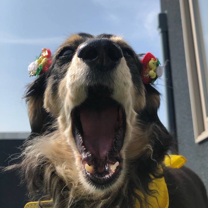 3e17a2d2 4ac7 4f19 bdb5 1bcfc3a01c23 1620433286411