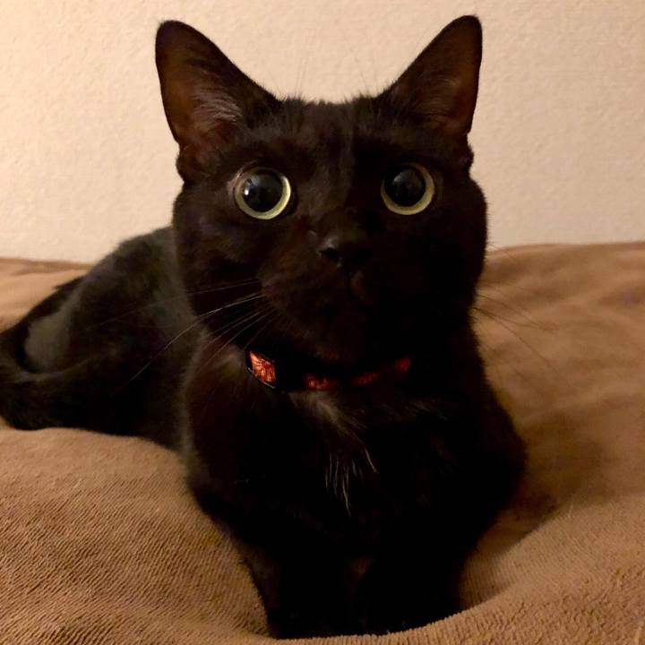 3e1a9c6c d39a 47e2 8a90 ba8842fc3145 1543876762807