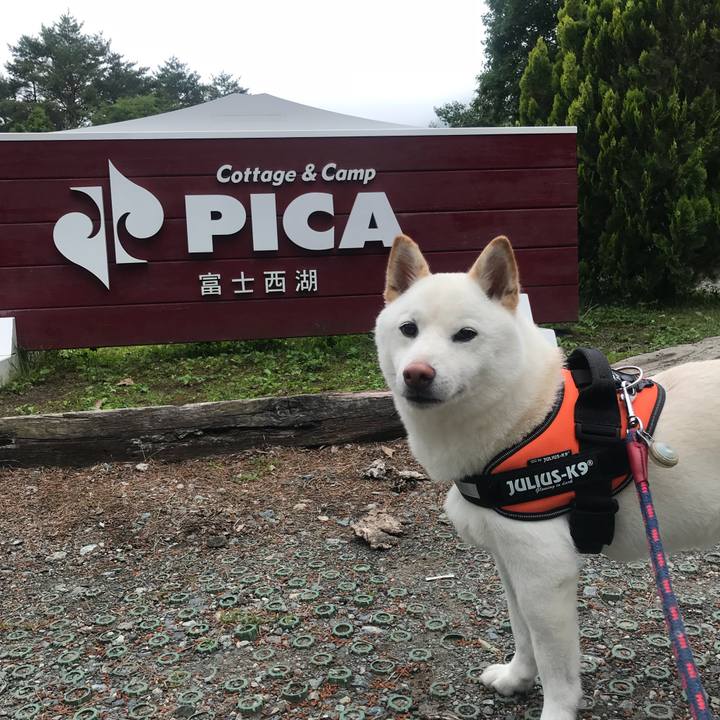 3e1bfc6b 4a03 4567 a782 11f8d1930c50 1529127557534