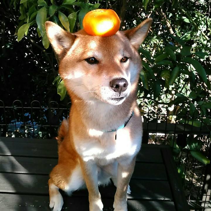 3e1e89c9 1702 4b43 ae59 627acff61647 1545982345026