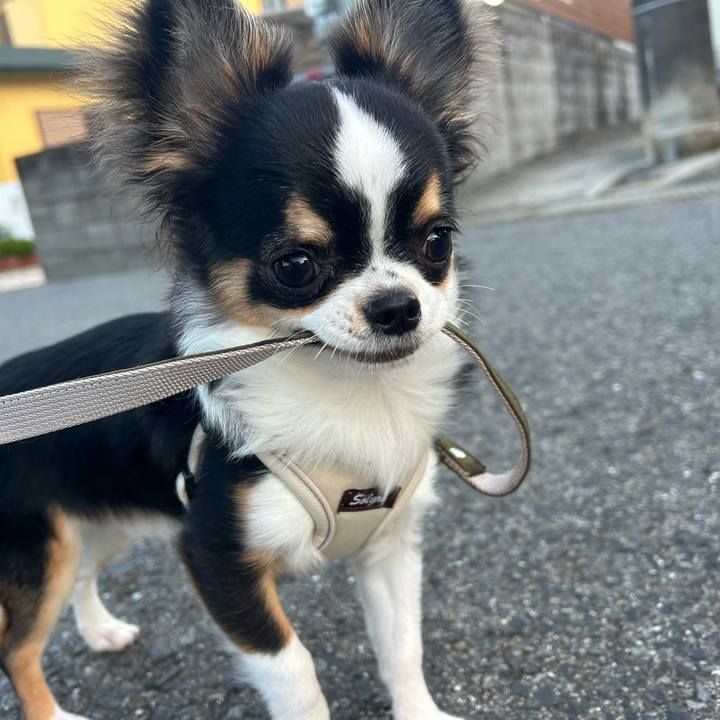 3e251f52 f373 4e52 9456 d69120979109 1762214637725