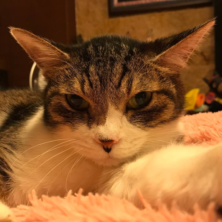 3e259e22 03a2 4226 9a2d 2a1ba84f2520 1524842610666