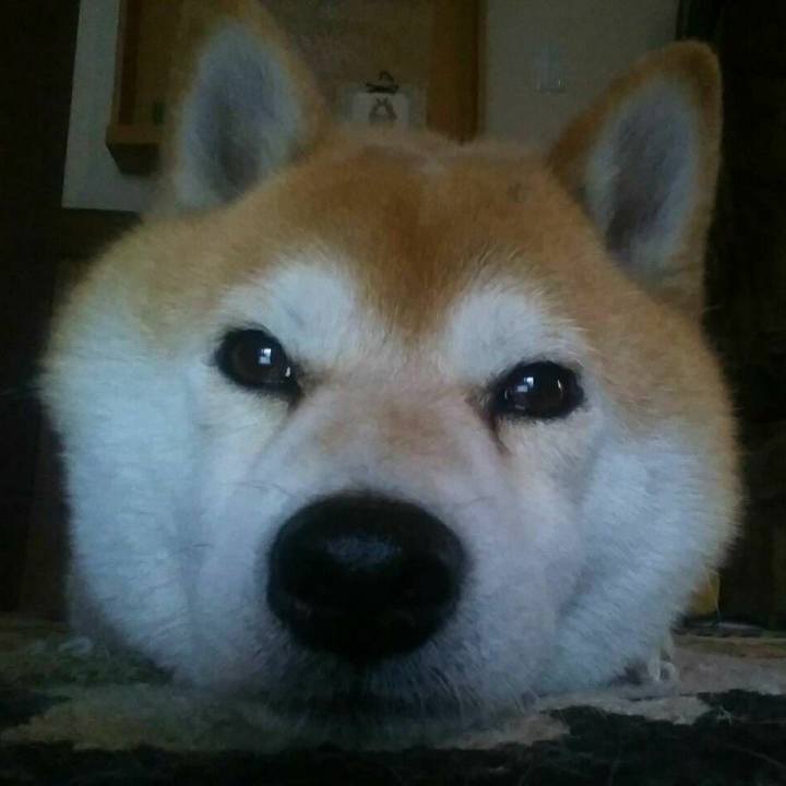 3e2e6cc4 37d1 4088 aa4b f859f553636e 1525339778387