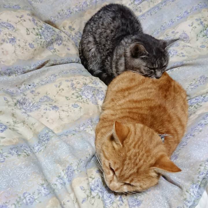 3e2e7430 4f52 462f a038 721409d18027 1575635316492