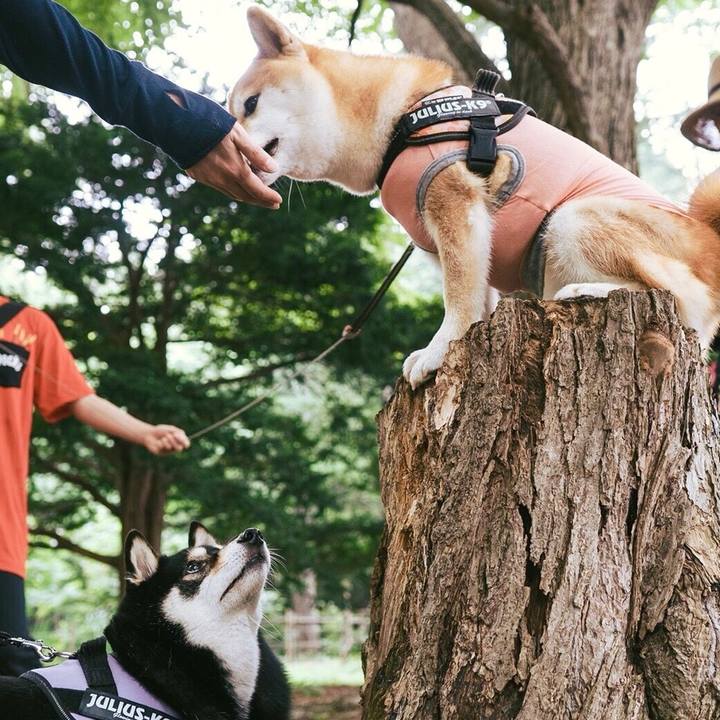 3e2e8782 62b7 4342 a162 f1e89d9ce106 1542686732843