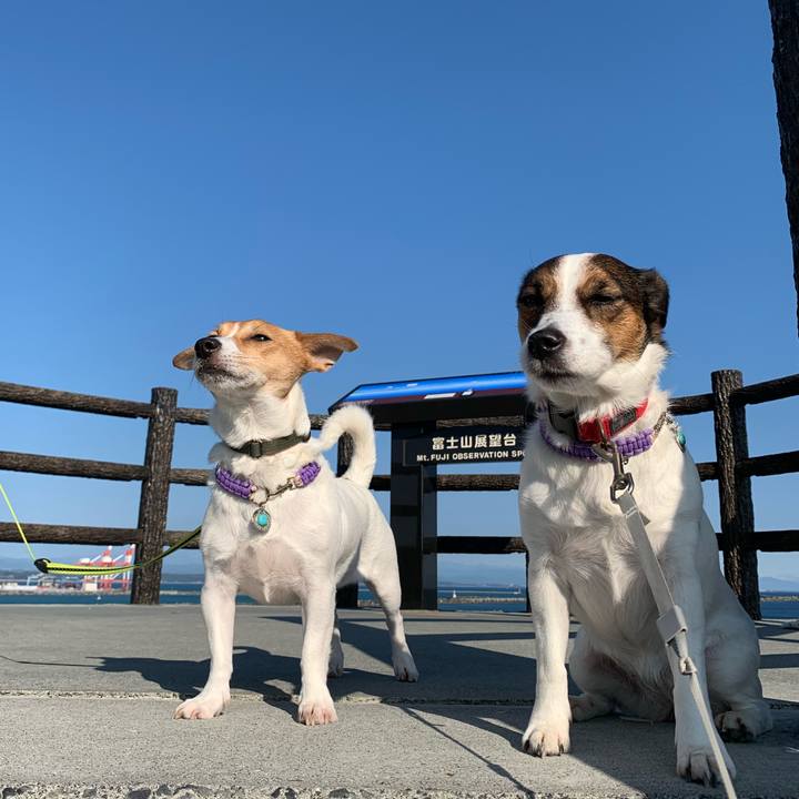 3e32e7e6 ecea 4593 b36e 8041fc737352 1576297639652