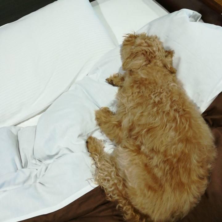 3e332fe1 38e3 4da6 98d3 e3dd14c7d403 1526624622328