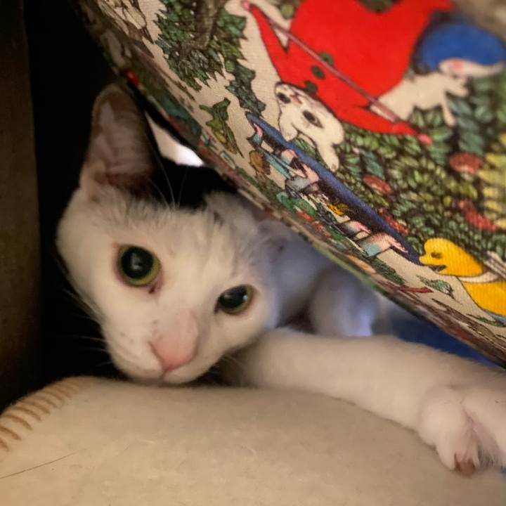 3e335141 6e28 41eb ba99 8a6dd339137d 1743335100118