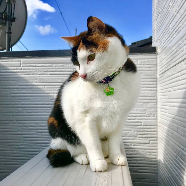 3e339a7a 14a6 49d7 a355 0c12c4f41465 1512957616052