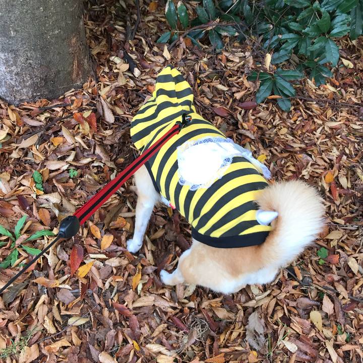 3e374c43 8858 4a8d a9a0 8f7f9494719c 1511335357387