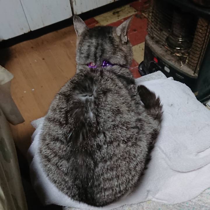 3e3923fb 4cd1 4402 a4a8 23d0472e4747 1585255781754