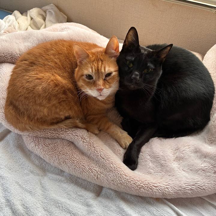 3e39bde8 004c 4967 bf8b f2f8d8af04ee 1773957822184