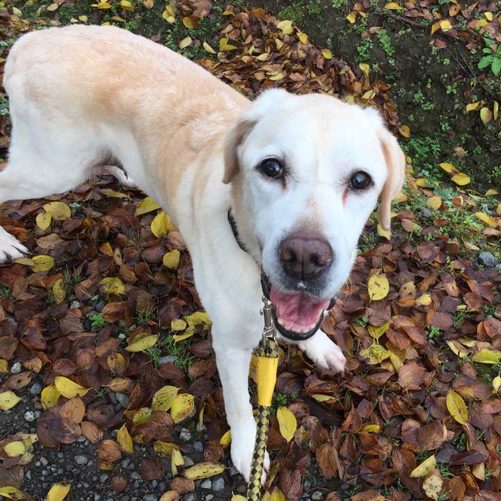 3e3d1d64 2ebe 4951 87a9 4945c074c0db 1542153165061