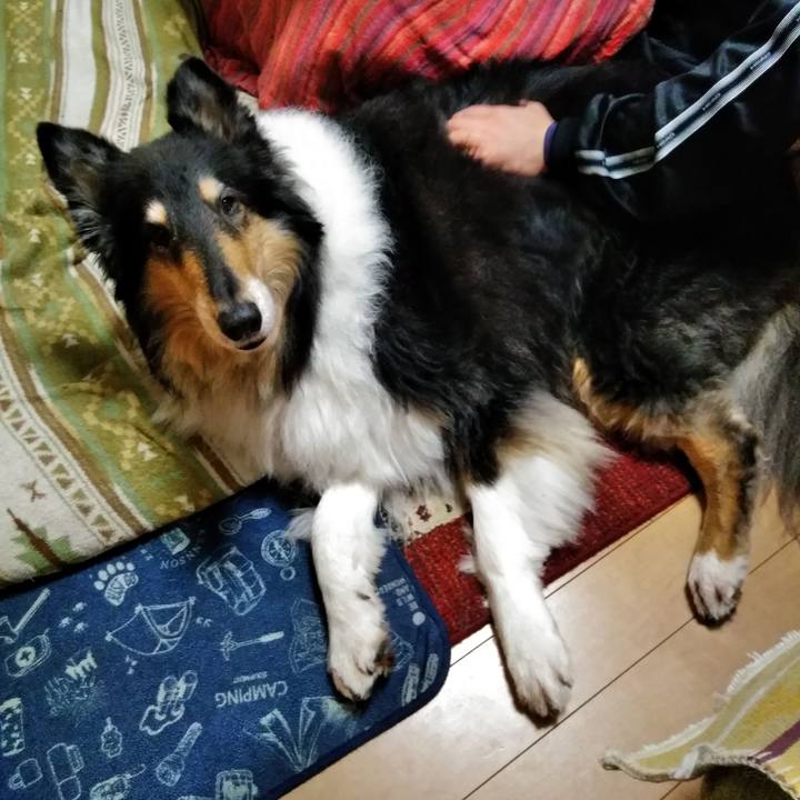 3e43bc00 4a81 4891 873a ef36c8d79a25 1543751872707