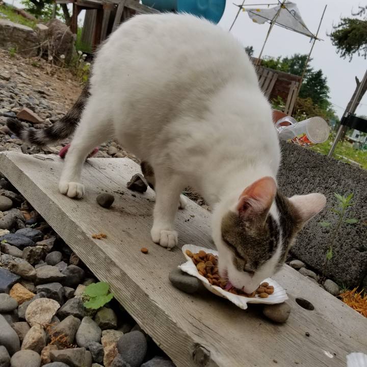 3e460e74 f045 462d abc8 5ff8902ef351 1591797310852