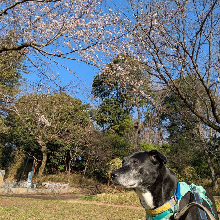 3e479d29 443e 41d5 8f0c 3b2e252994ec 1774054777325