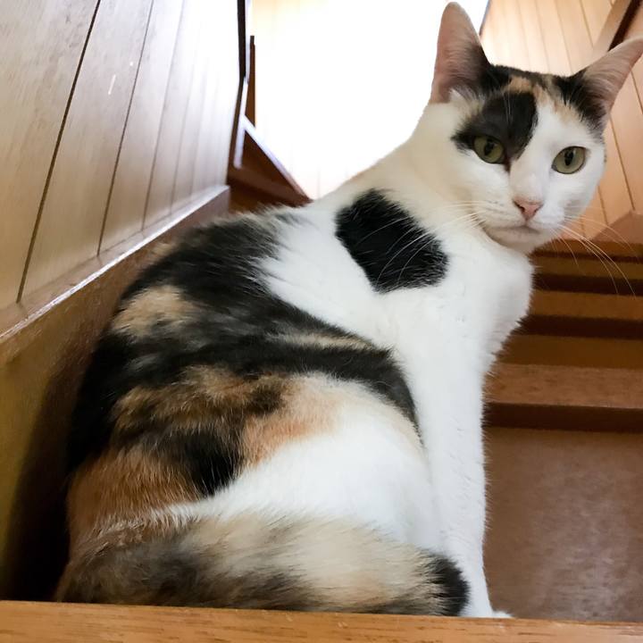 3e4830da 4023 4f95 b0c6 36c6dca21c8a 1532910799162