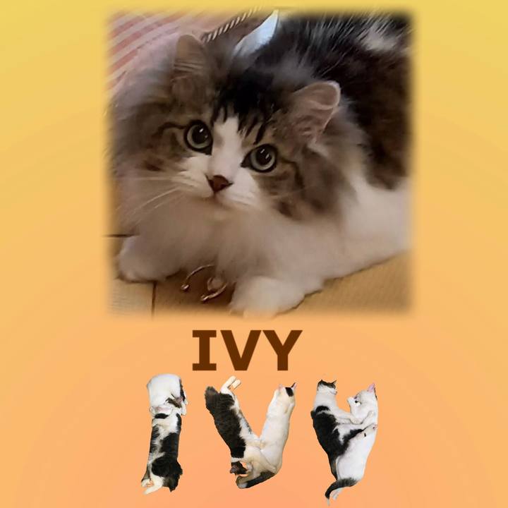 3e4a9d64 8ba0 4929 8965 a5c7de93bf38 1668559590346