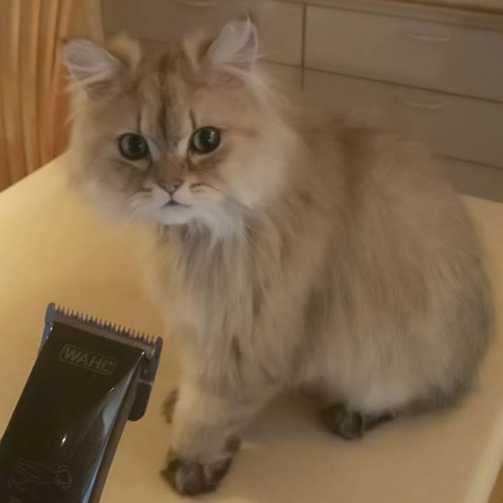 3e4bb82c 0a60 4b01 bbb6 8e9877151f97 1590386966916